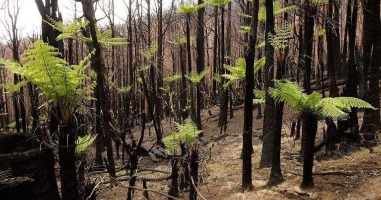 (ФОТО) Започна да се обновува зеленилото во Австралија, после пожарите