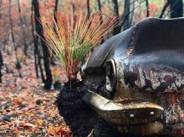 (ФОТО) Зеленилото започна да се обновува во Австралија