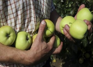 Извезуваме јаболка и праски, а не можеме да произведеме кашички за бебиња и деца